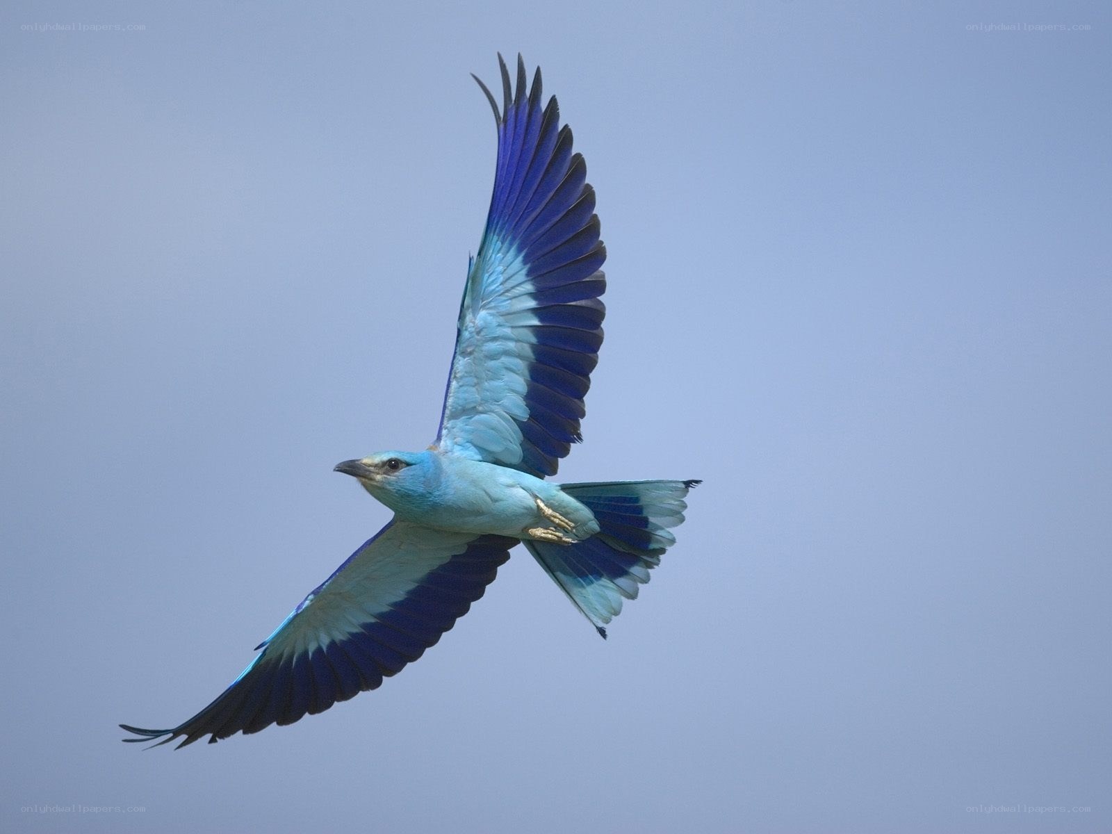 blue bird in flight