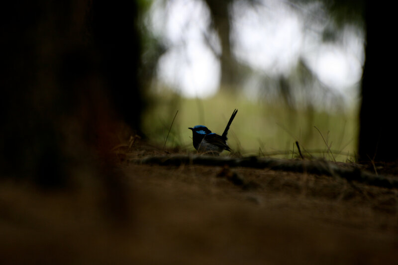 Blue bird in forest