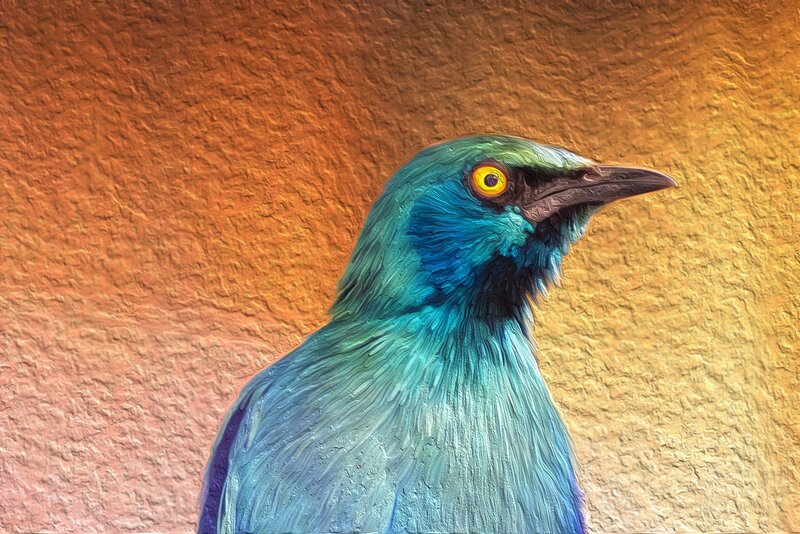Blue Bird in Profile