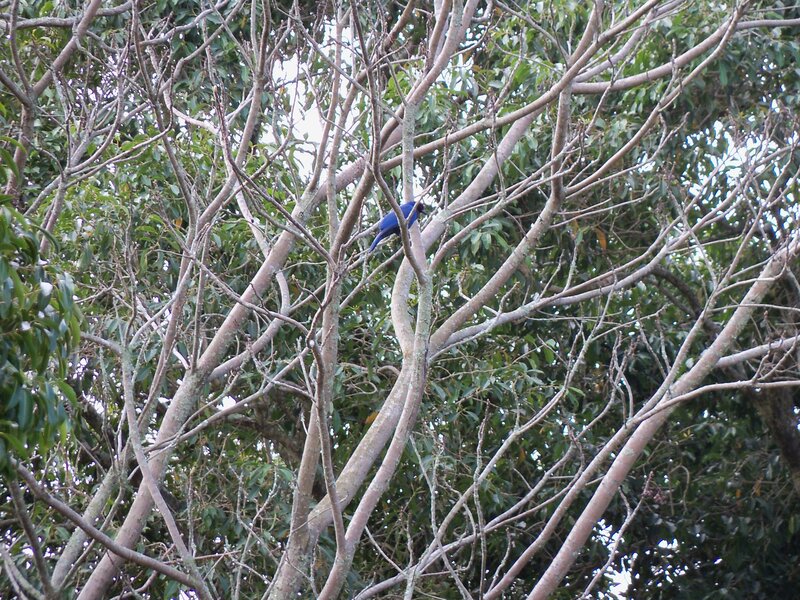 Blue Bird in Tree