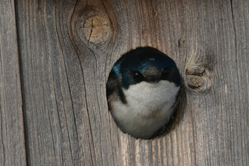 Blue Bird in Wood Hole