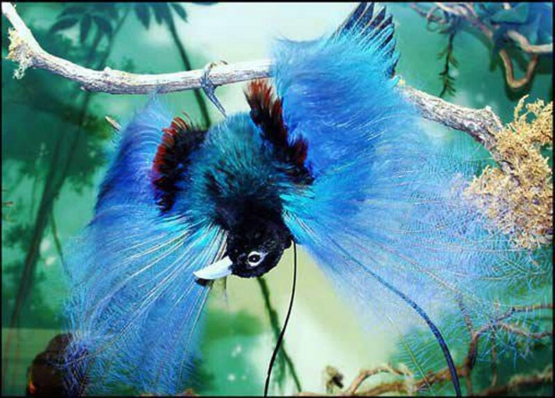 Blue Bird of Paradise — Natural