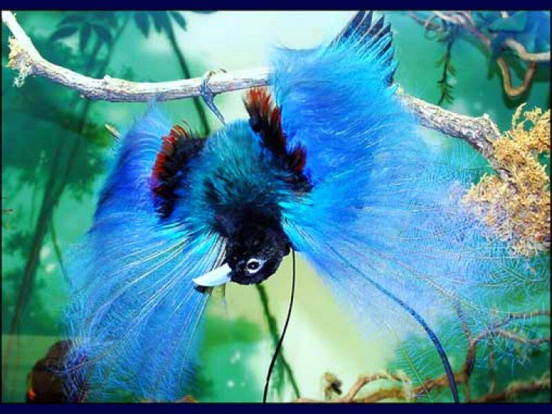 Blue bird of paradise