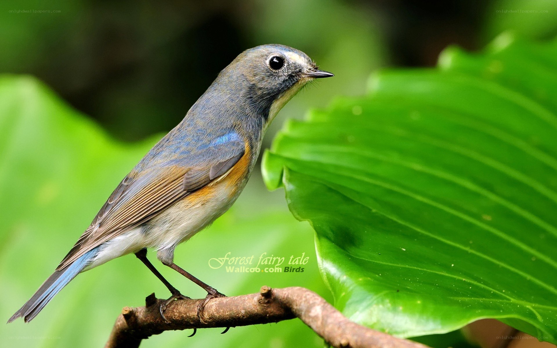 blue bird on a branch