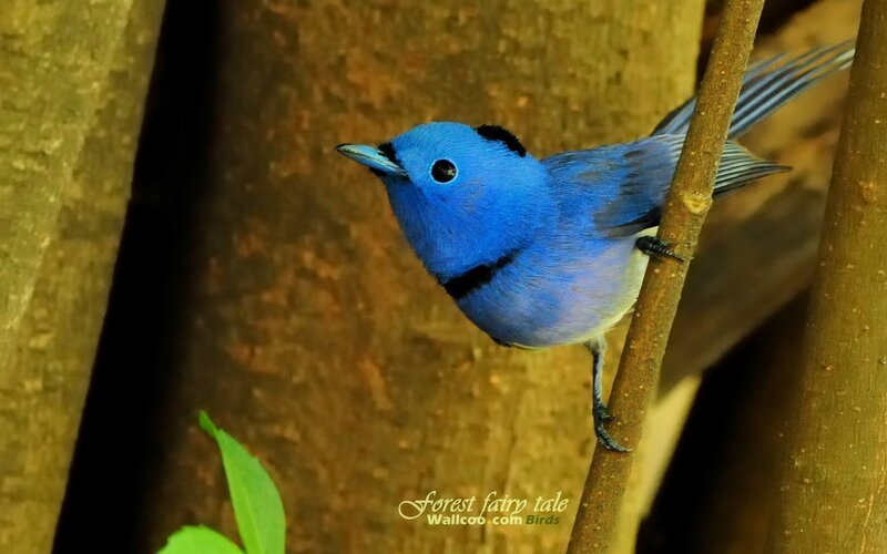 blue bird on a branch