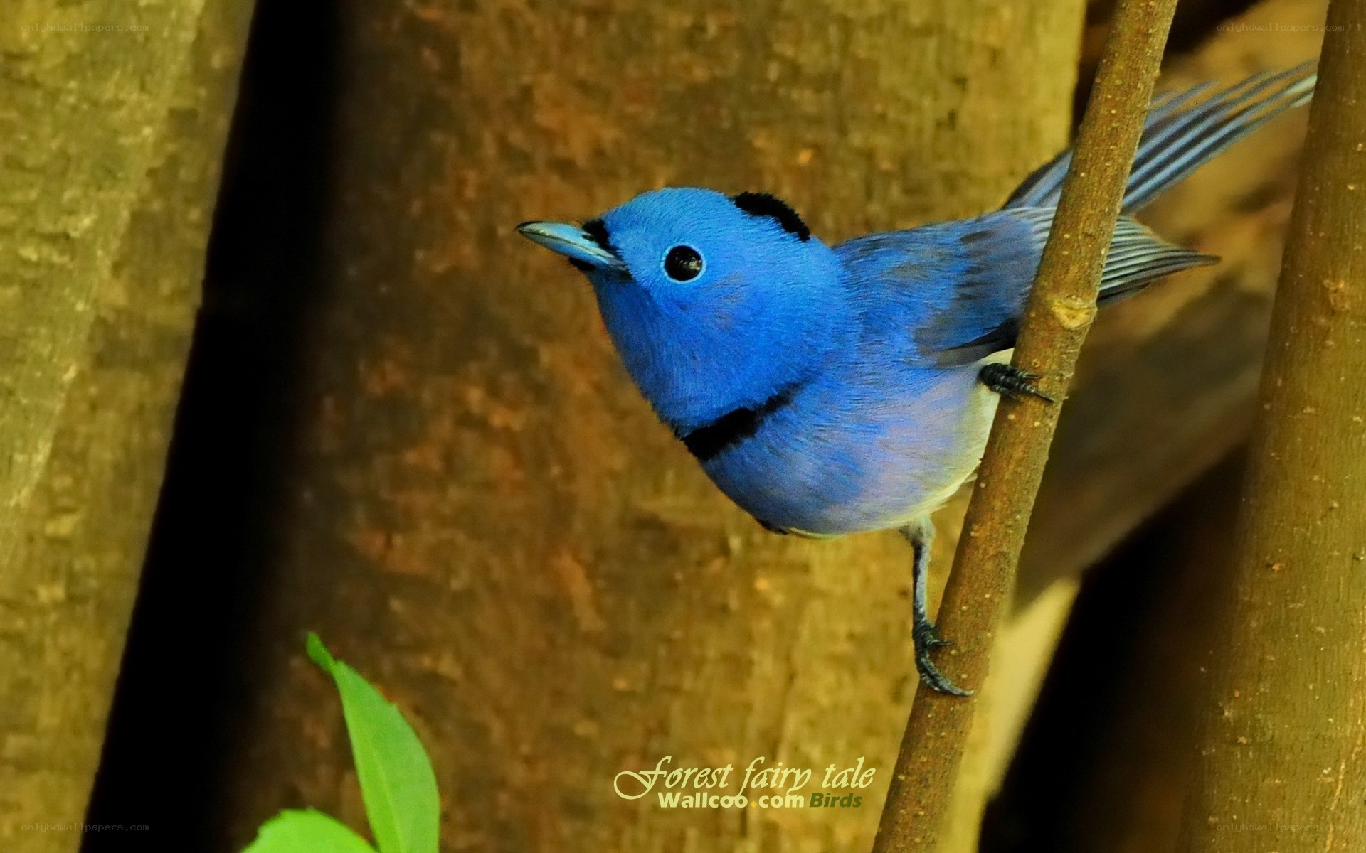 blue bird on a branch