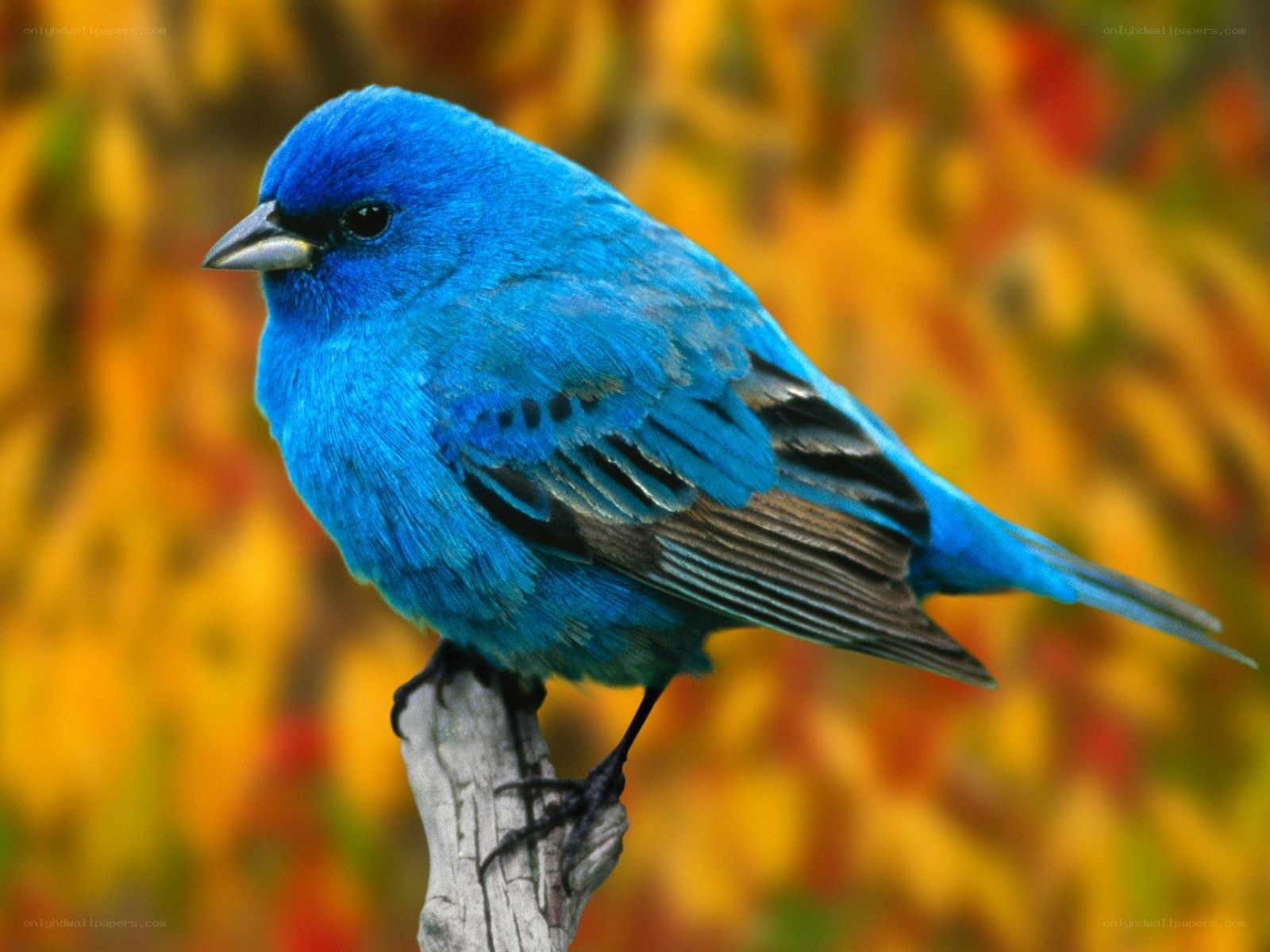 blue bird on a branch