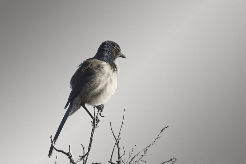 blue bird on a branch