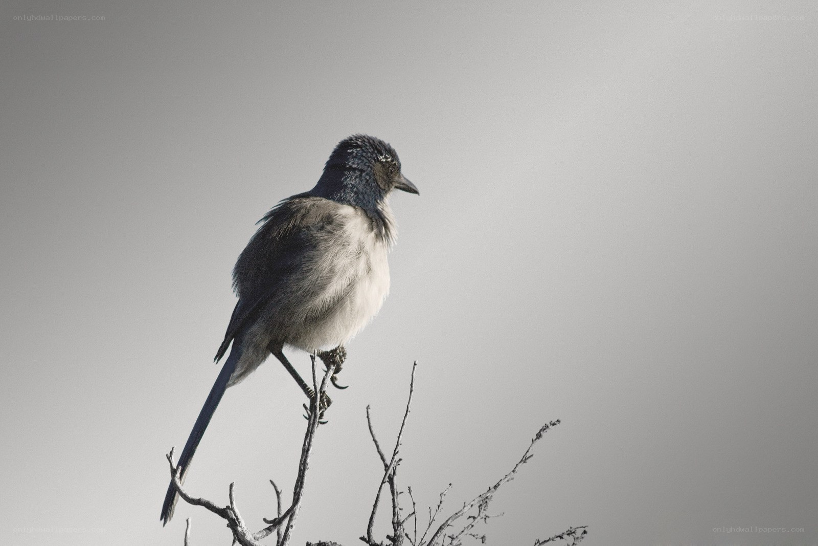 blue bird on a branch