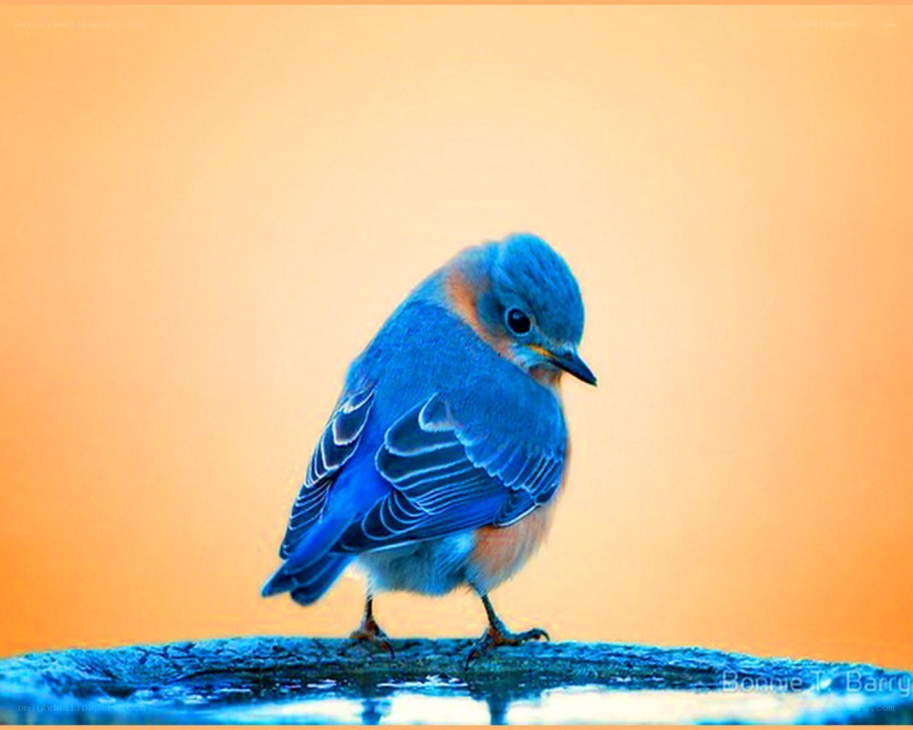 blue bird on a branch