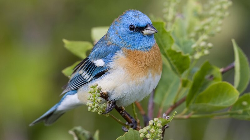 blue bird on a branch