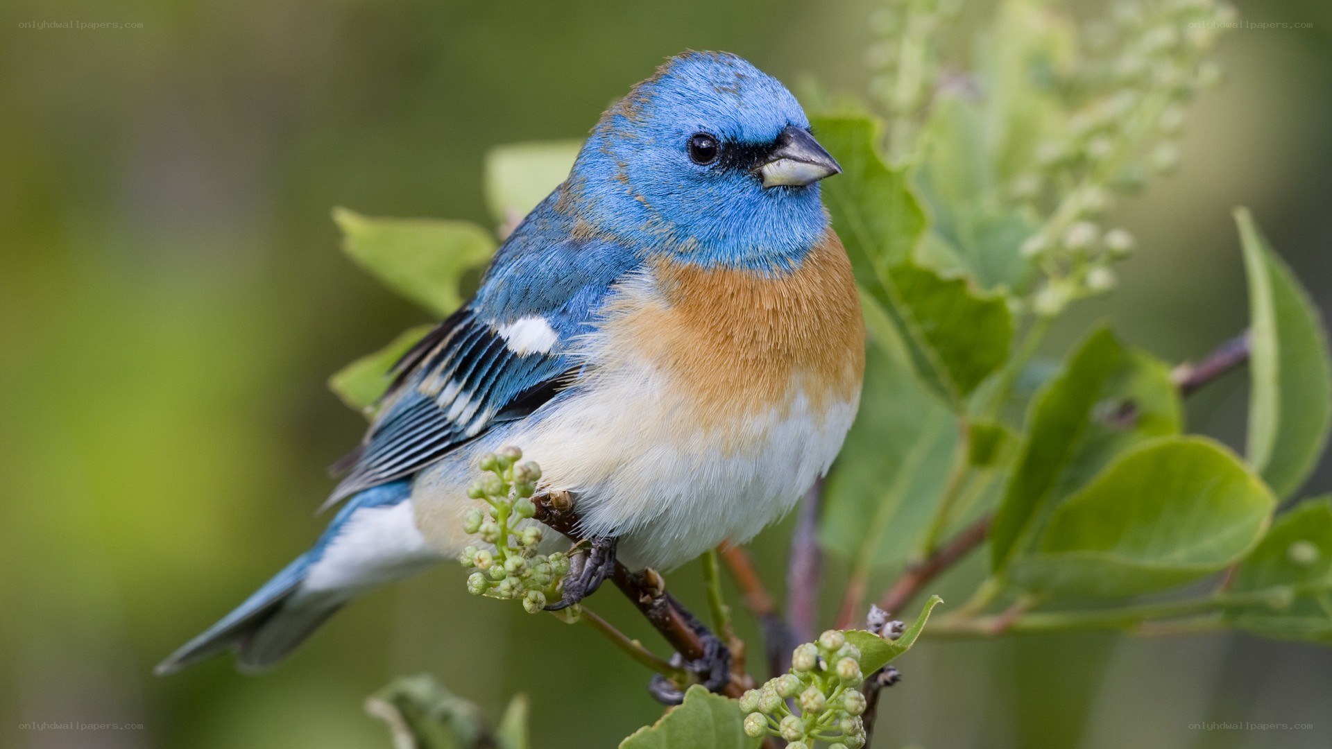blue bird on a branch