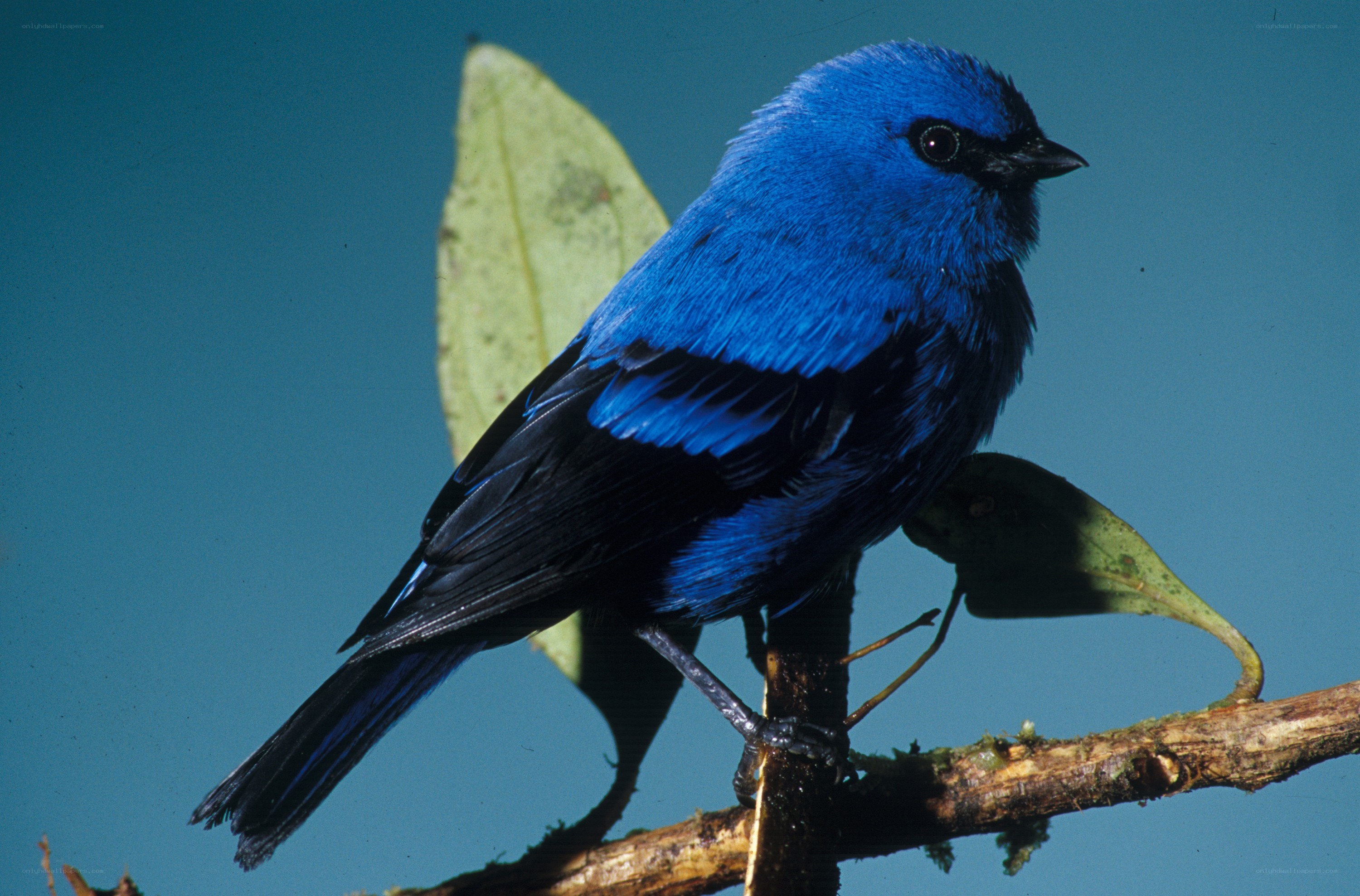 blue bird on a branch