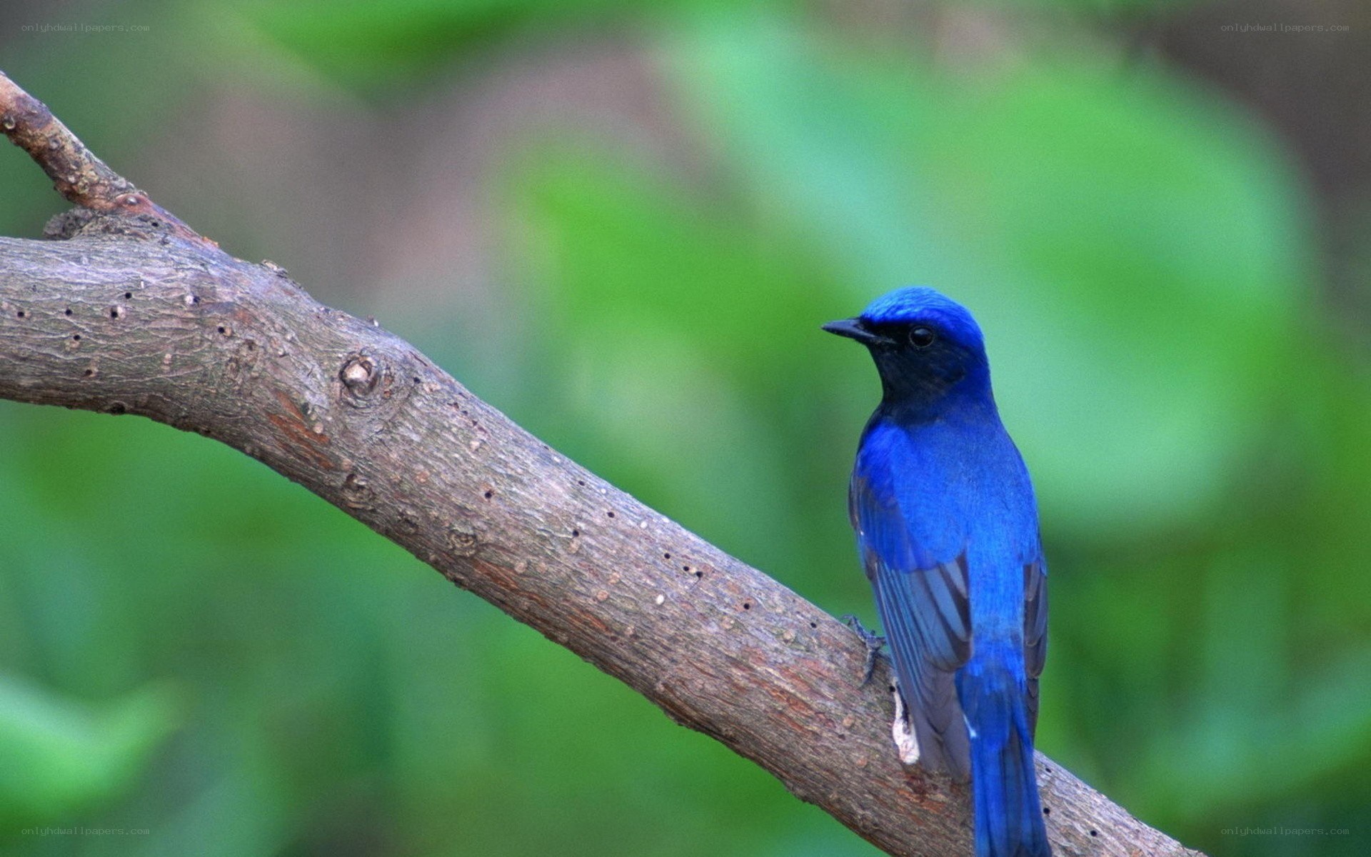 blue bird on a branch