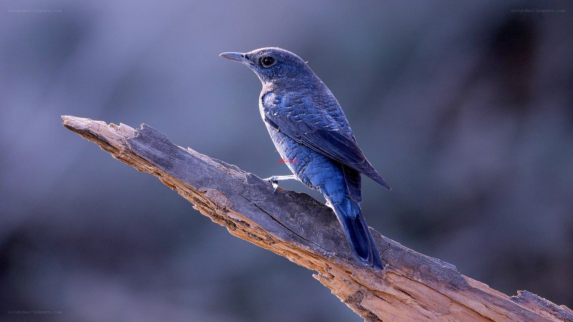 blue bird on a branch