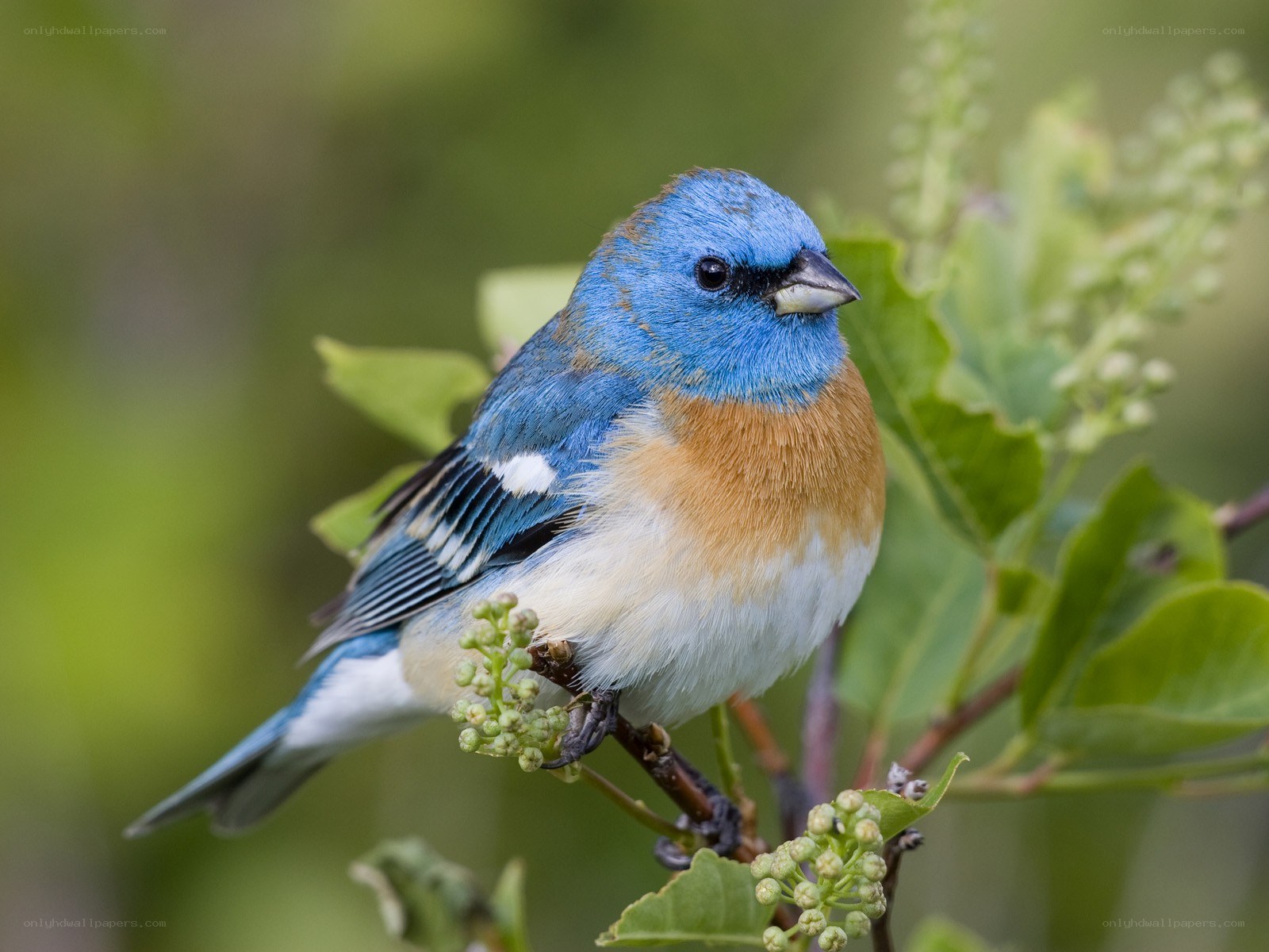 blue bird on a branch