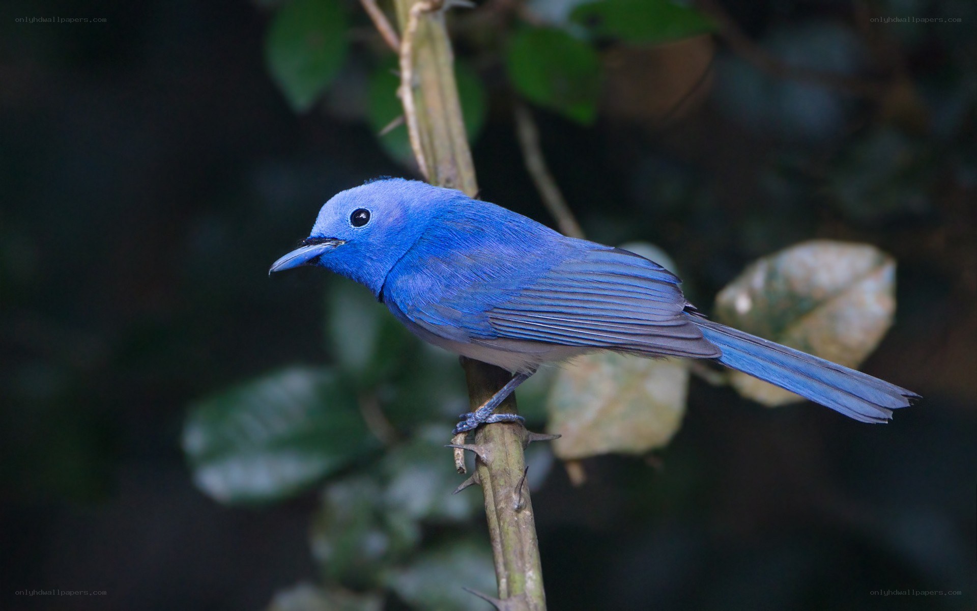 blue bird on a branch