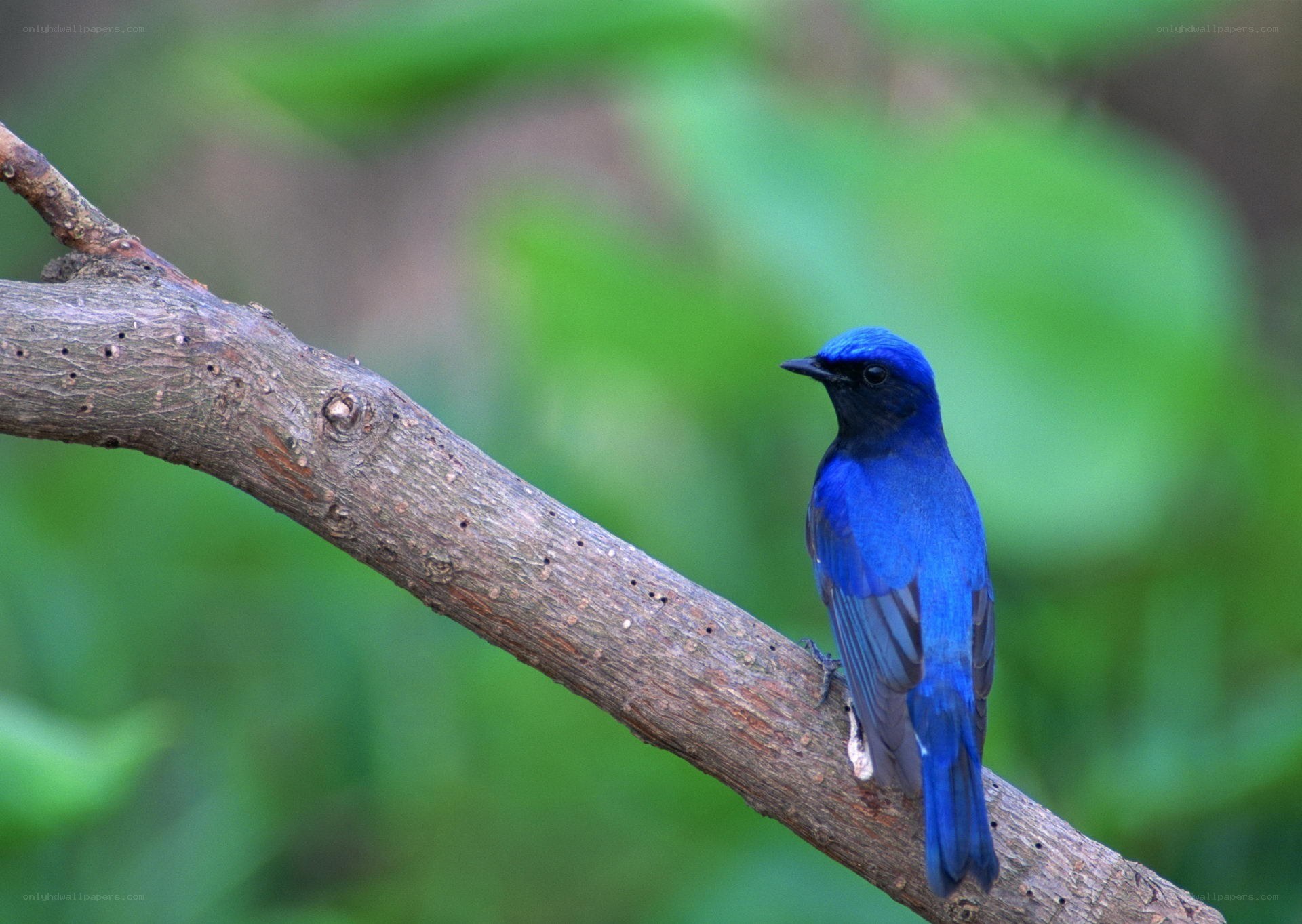 blue bird on a branch