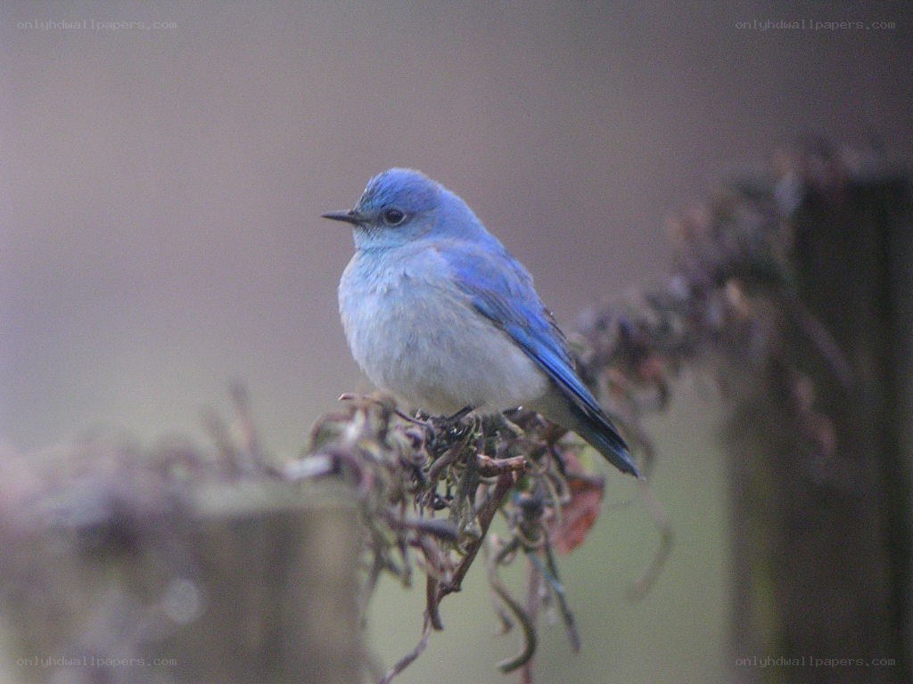 blue bird on a branch