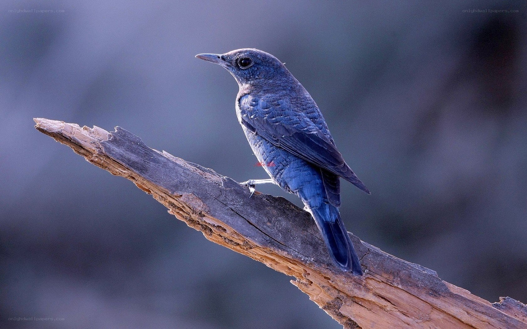 blue bird on a branch