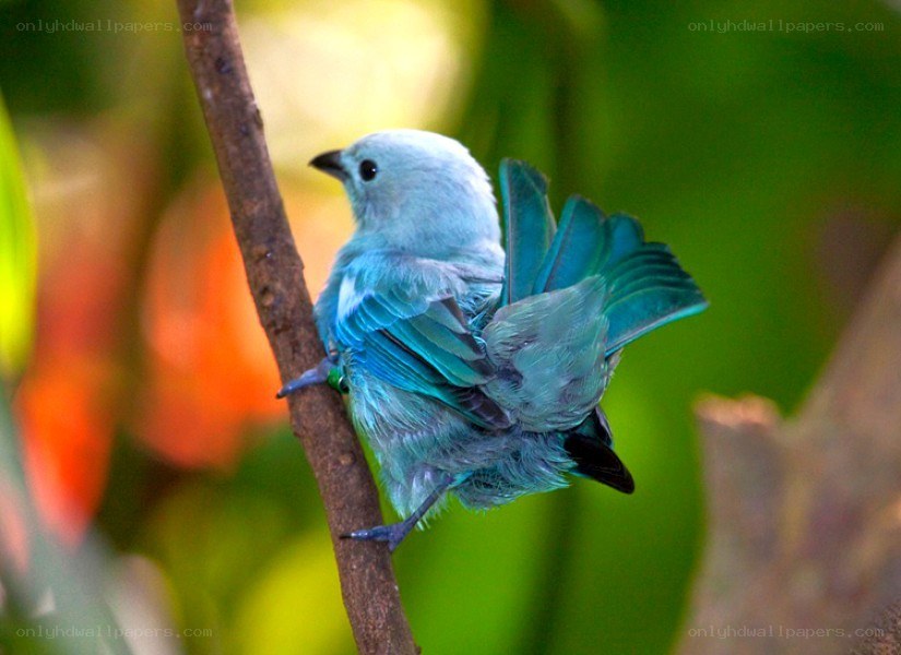 blue bird on a branch