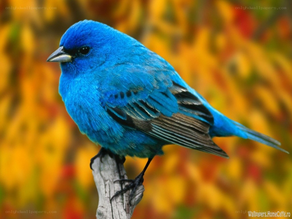 blue bird on a branch