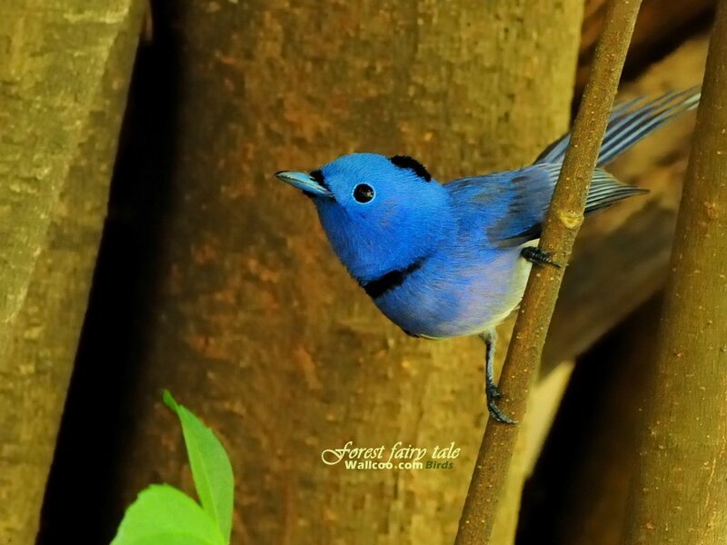 blue bird on a branch
