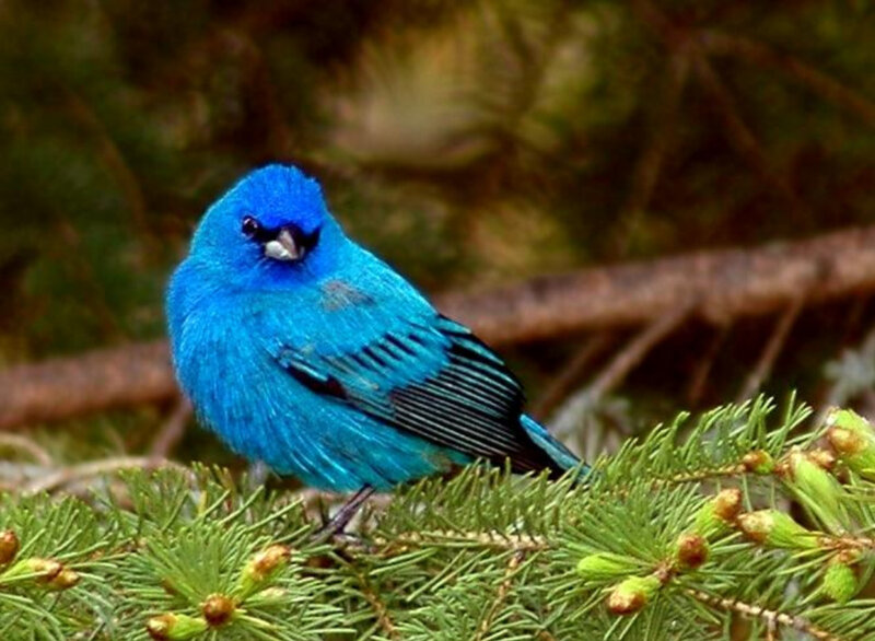 blue bird on a branch