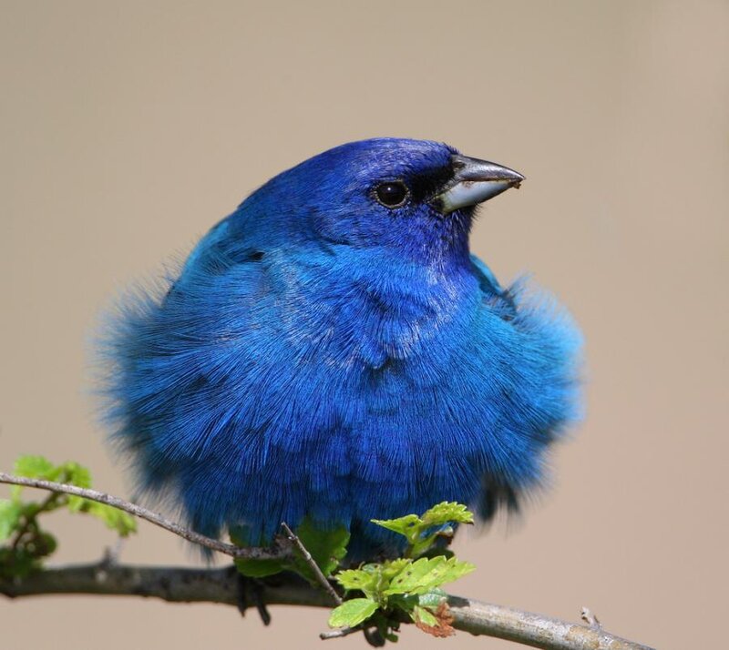 blue bird on a branch
