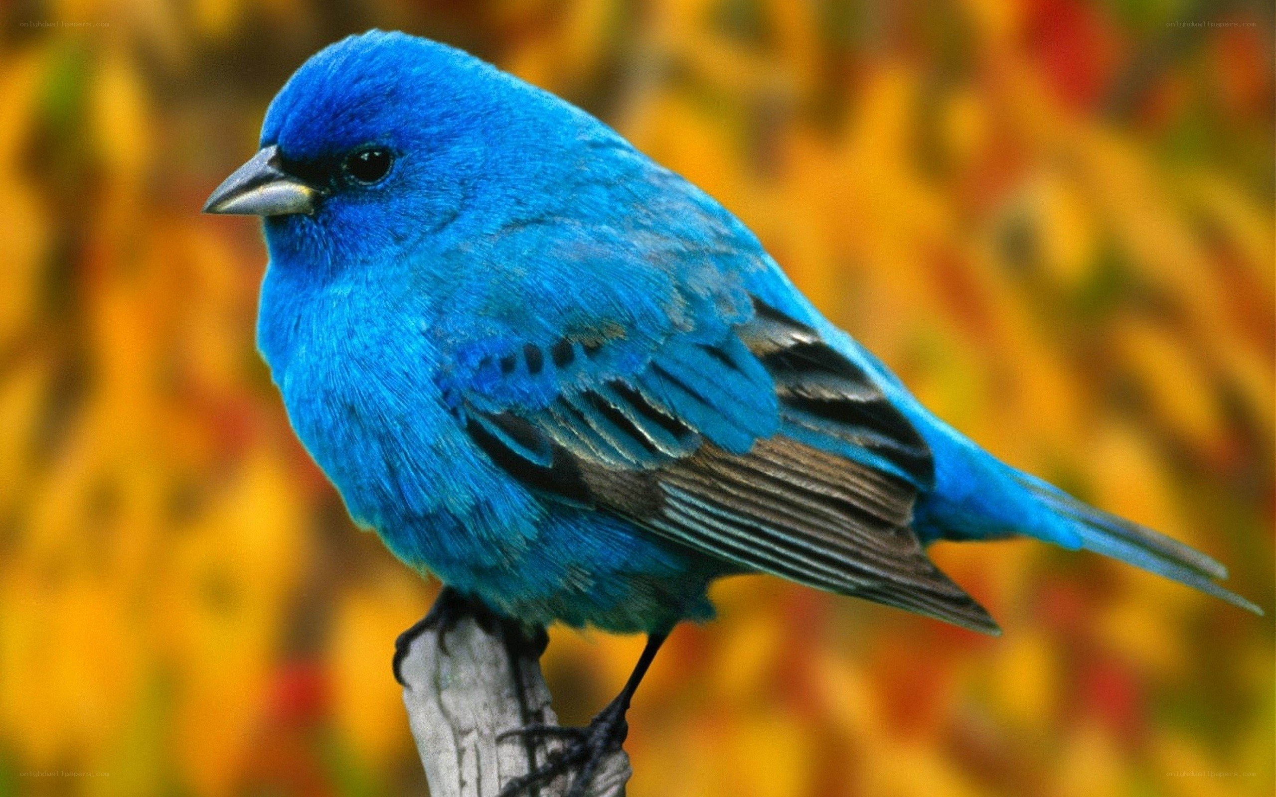 blue bird on a branch