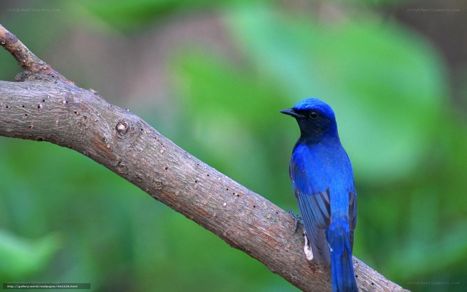 blue bird on a branch