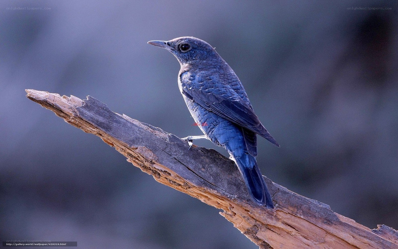 blue bird on a branch