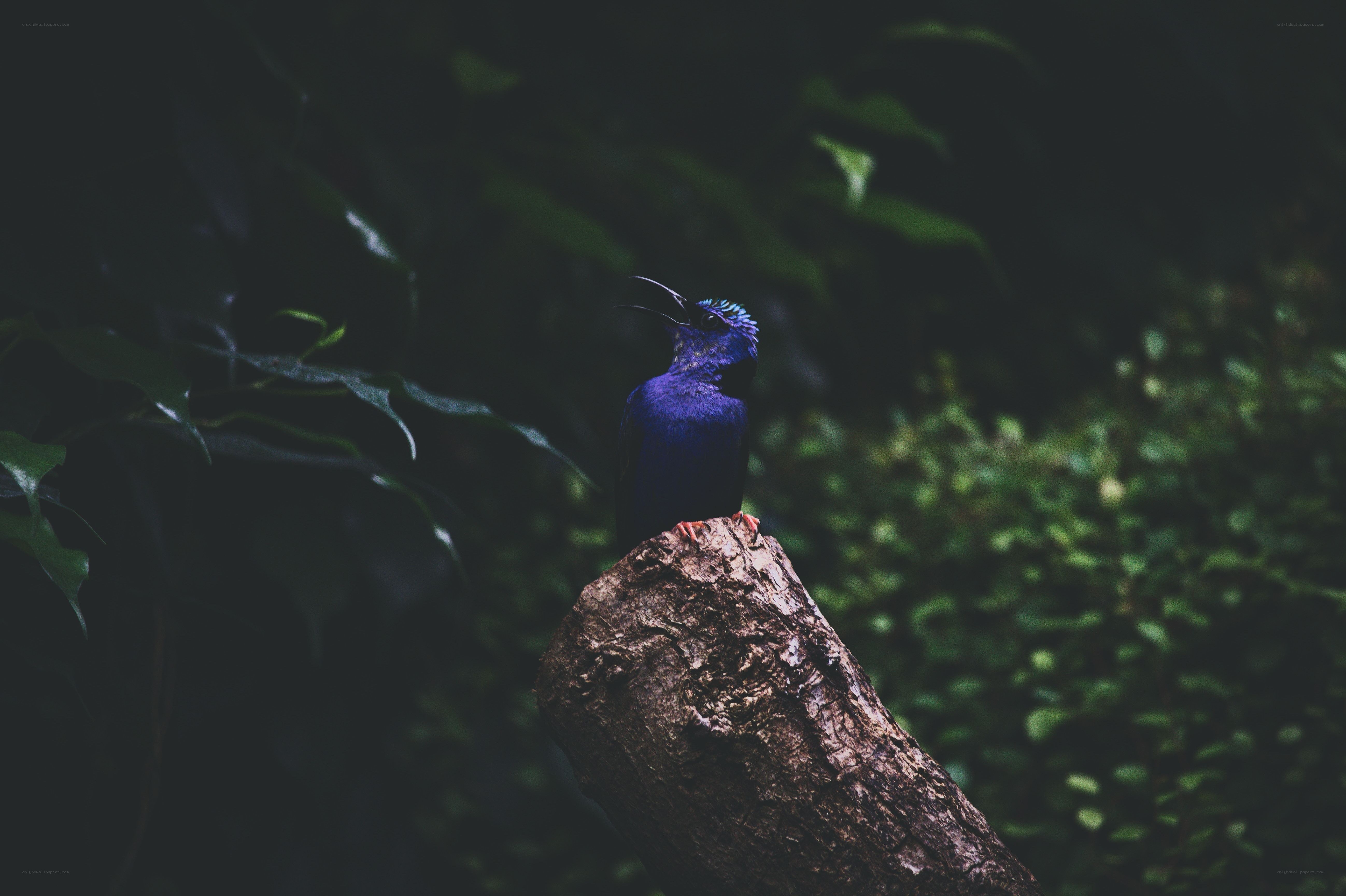 blue bird on a branch