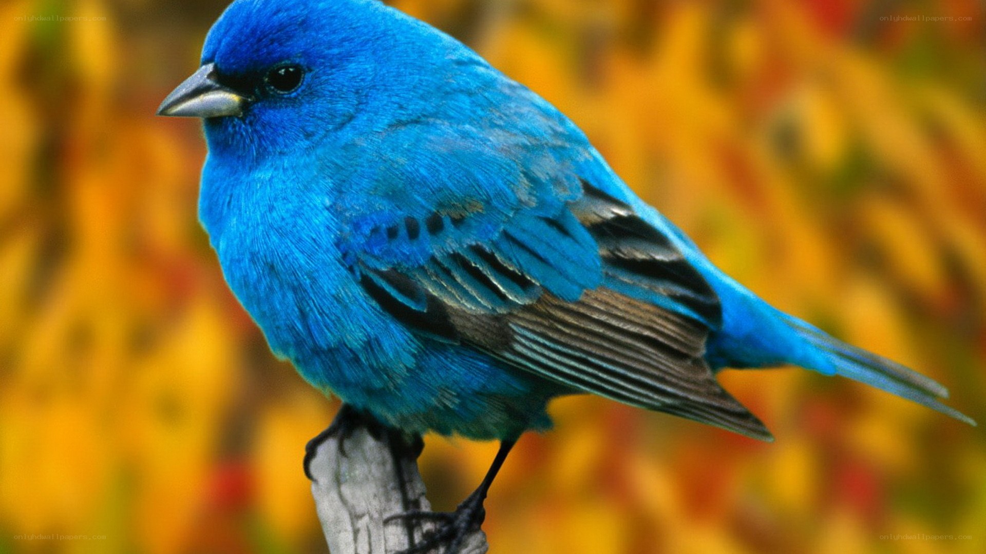 blue bird on a branch