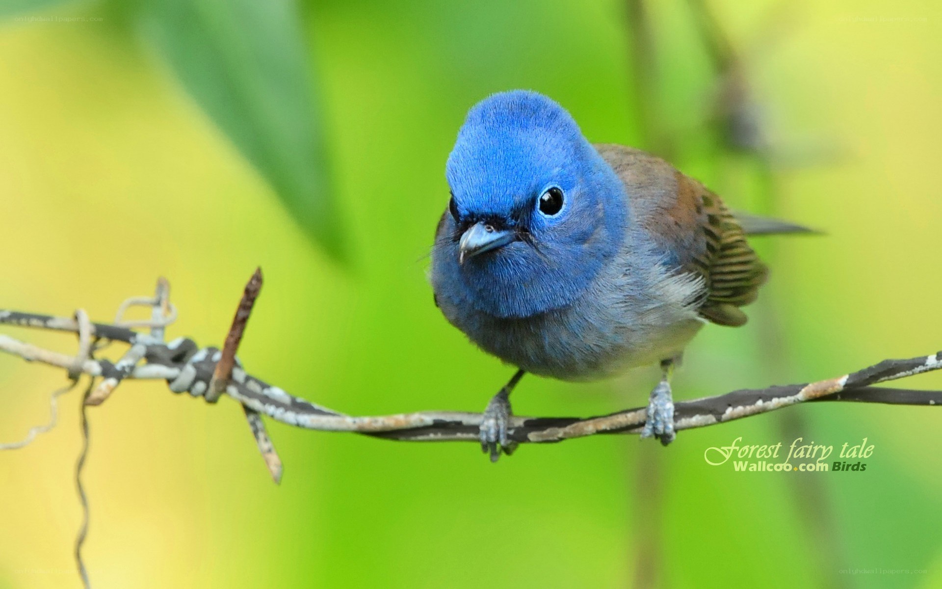blue bird on a branch