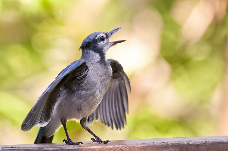 Blue Bird on a Branch — Gray