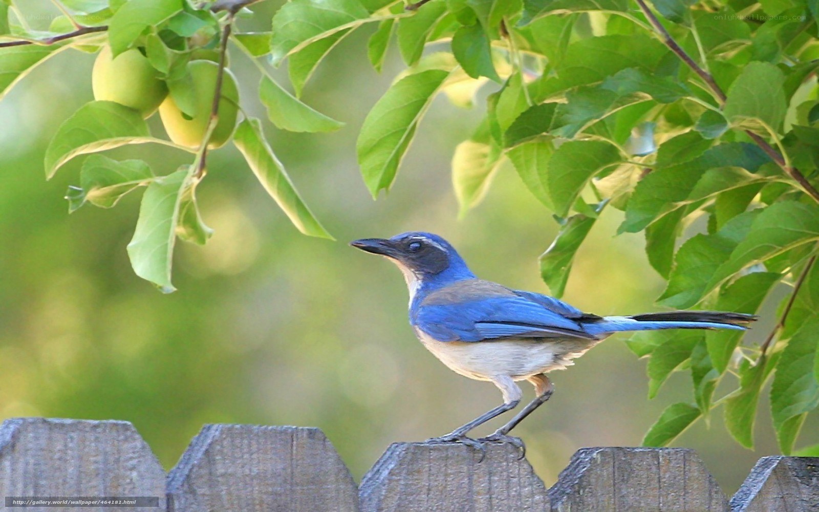 blue bird on a fence
