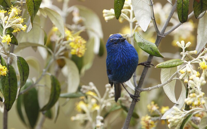blue bird on a flowering branch