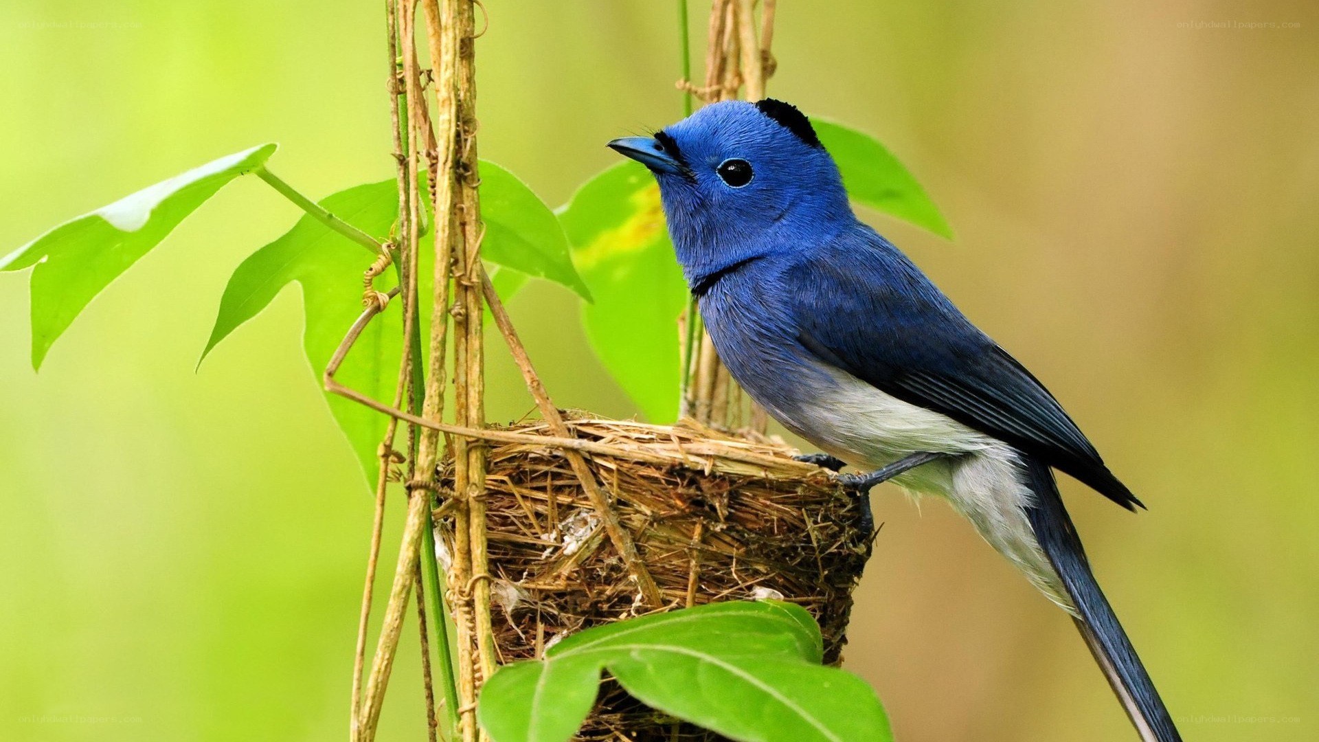 blue bird on a nest