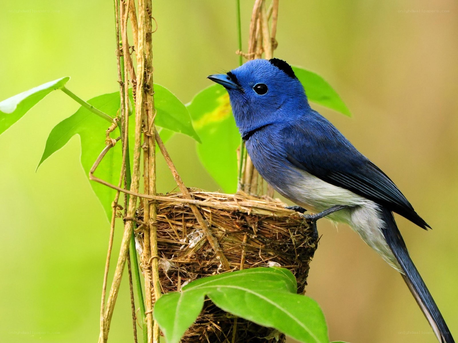 blue bird on a nest
