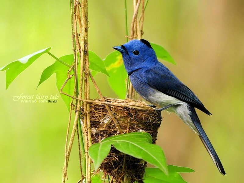 Blue bird on a nest