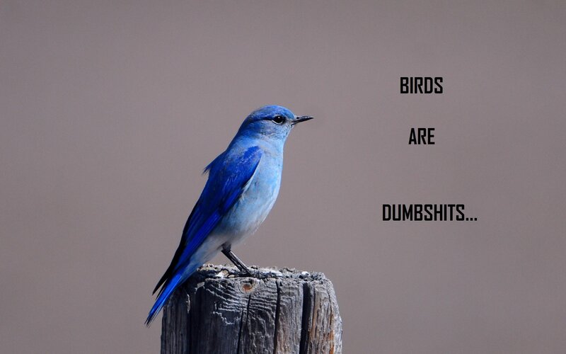 blue bird on a post
