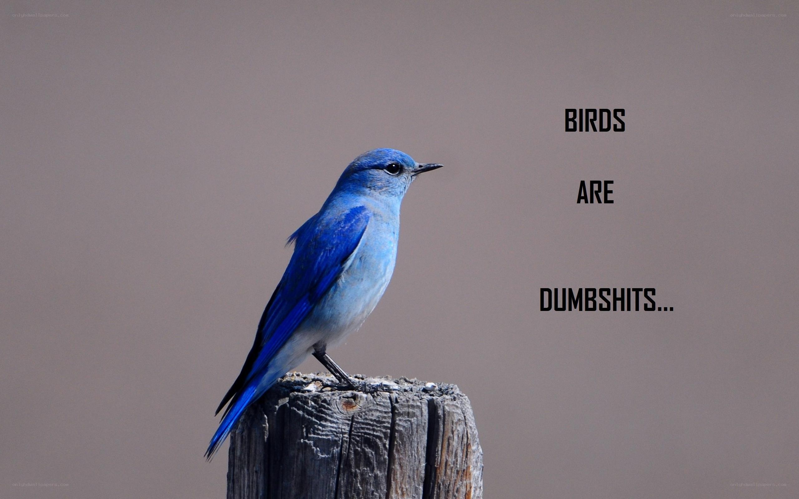 blue bird on a post