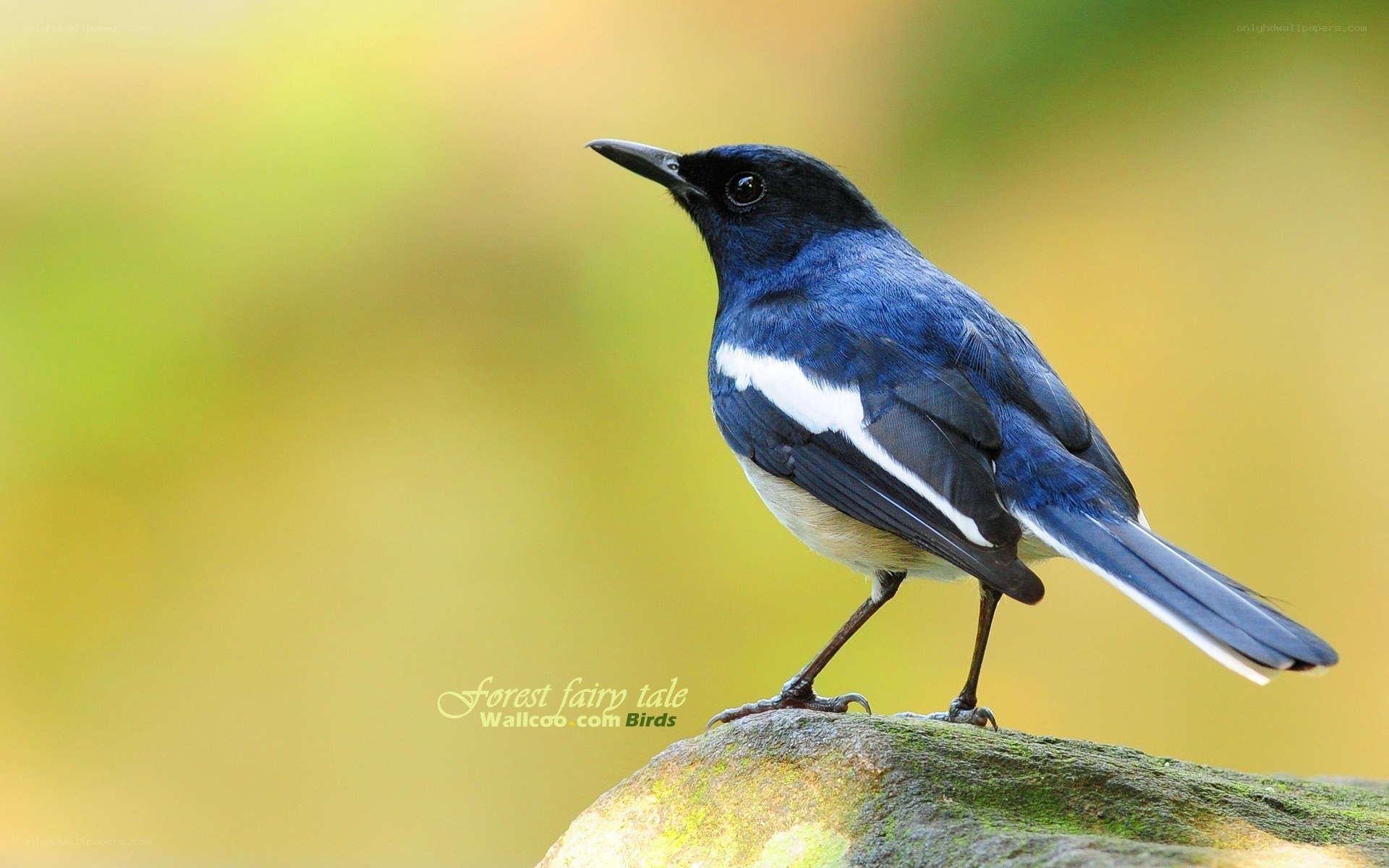 blue bird on a rock