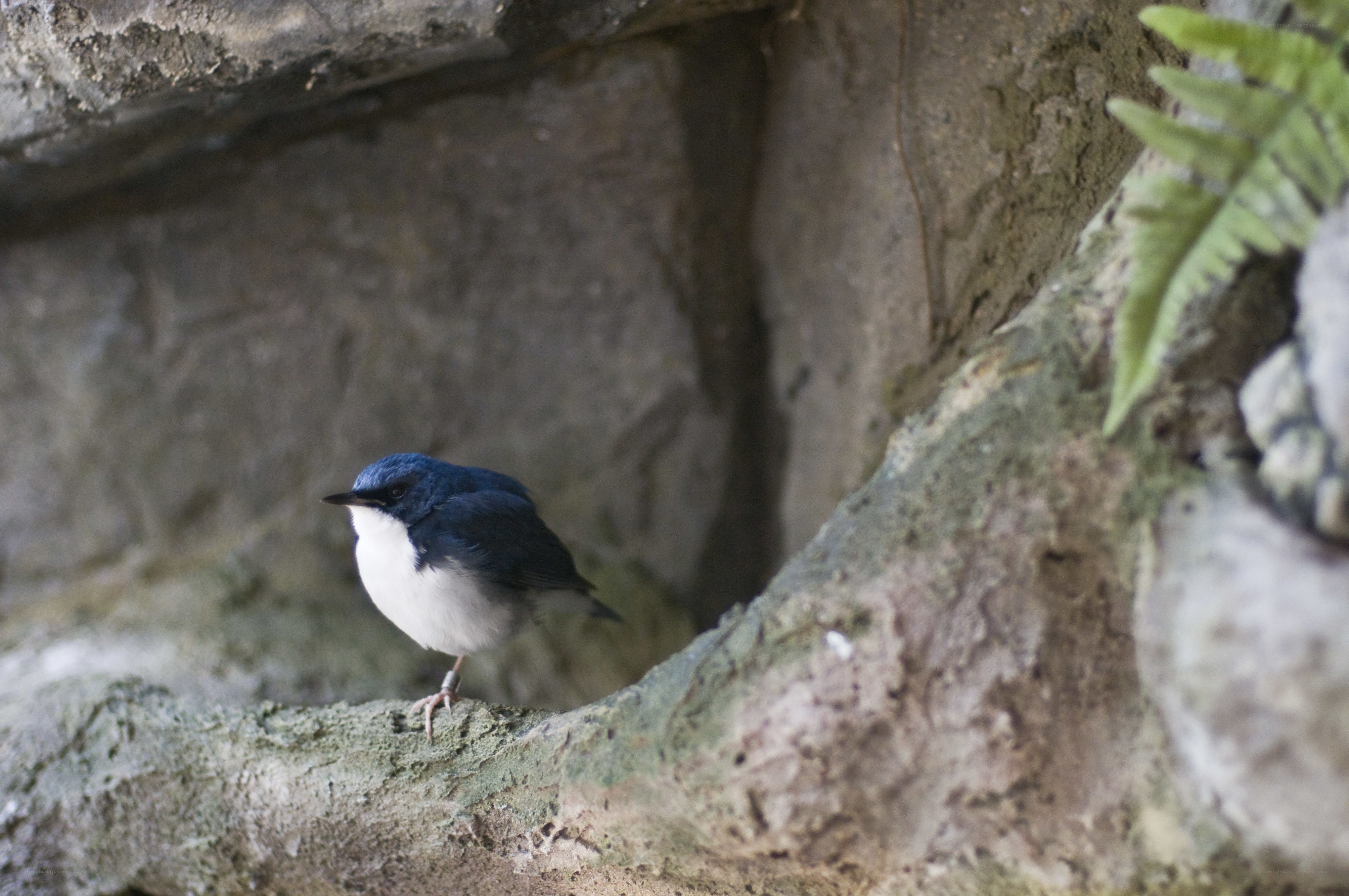 blue bird on a rock