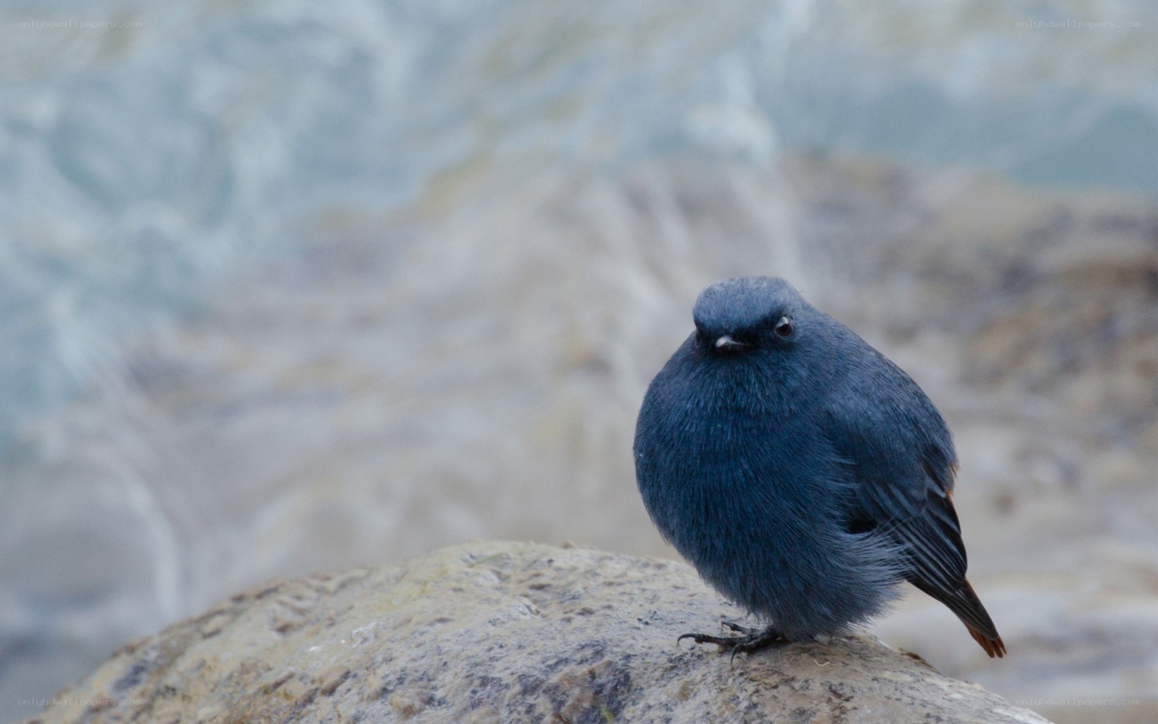 blue bird on a rock