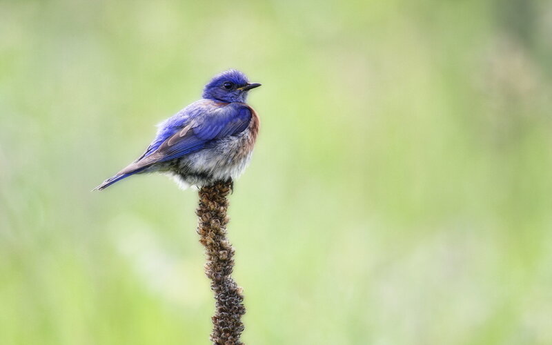 Blue Bird on a Stem