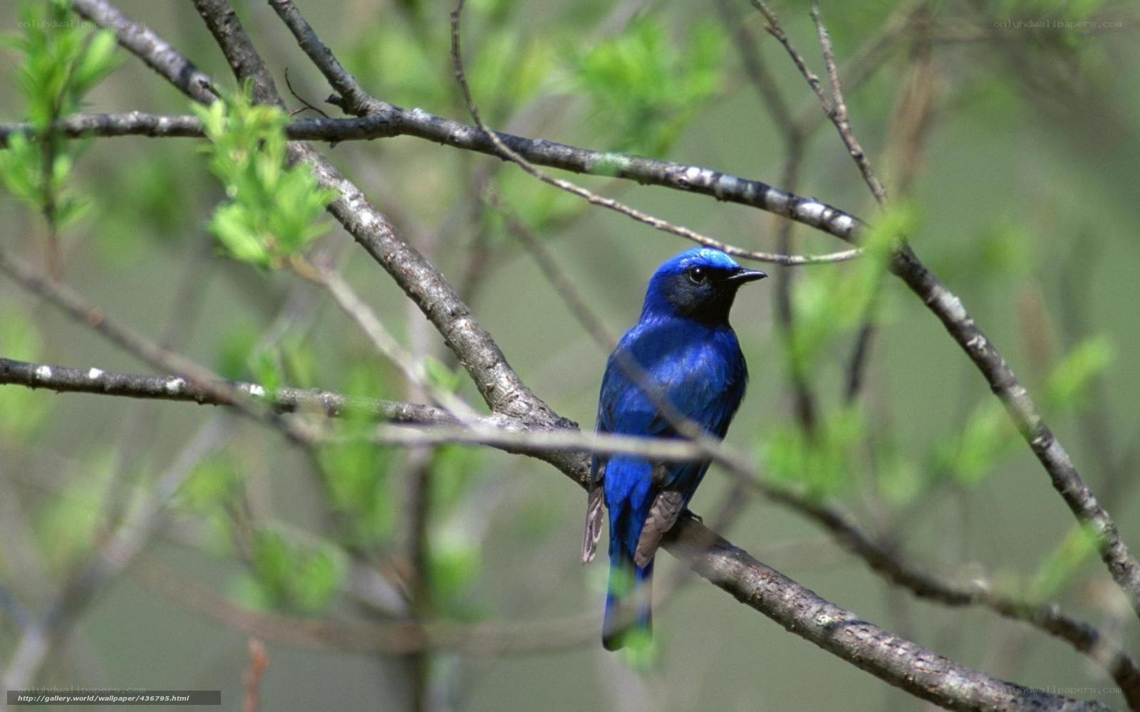 blue bird on a tree branch