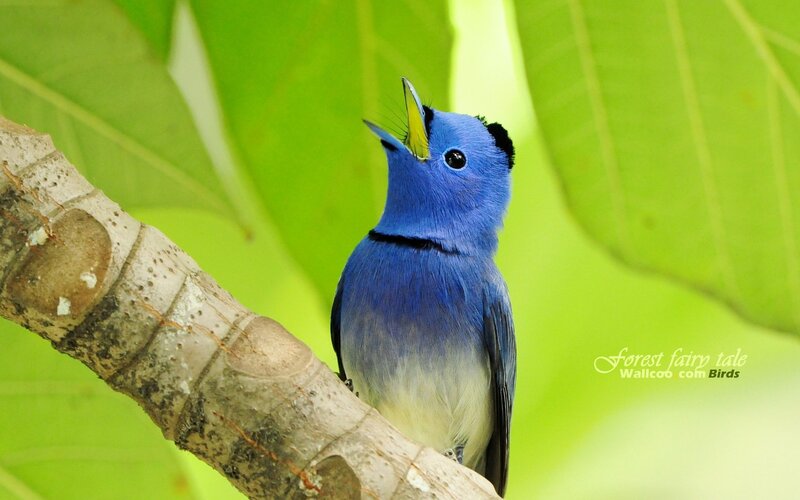 blue bird on a tree branch