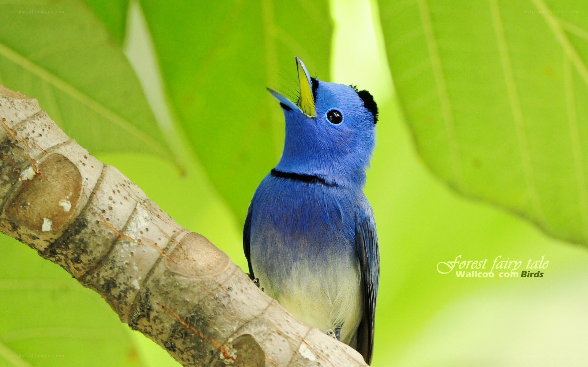 blue bird on a tree branch